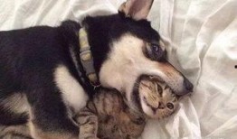 狗狗最新爆料视频大全下载,萌宠瞬间，笑料横生！